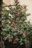 Camellia japonica 'Coccinea' RCP4-2018 (34).JPG